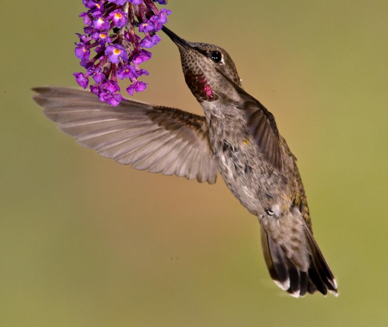 Alpine Hummingbirds-3075 - UNTITLED ©2009 Dan Stevenson